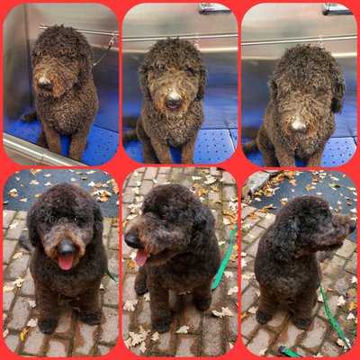 Dog grooming - Rosie came in for a full groom. Beautiful Rosie. Dog grooming - Rosie came in for a full groom. Beautiful Rosie.