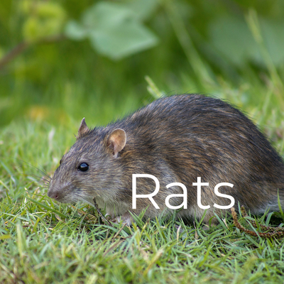 Rats - Roof rats can be a real problem for homeowners in Central Florida. They cause enormous damage to their surroundings by gnawing and chewing their way through most any material. Roof rats are also excellent climbers which means if they want to find their way into your warm, cozy attic they probably will. Rats - Roof rats can be a real problem for homeowners in Central Florida. They cause enormous damage to their surroundings by gnawing and chewing their way through most any material. Roof rats are also excellent climbers which means if they want to find their way into your warm, cozy attic they probably will.
