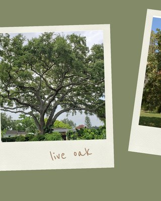 Drought Tolerant Trees - TreesXSale - TreesXSale Drought Tolerant Trees - TreesXSale - TreesXSale