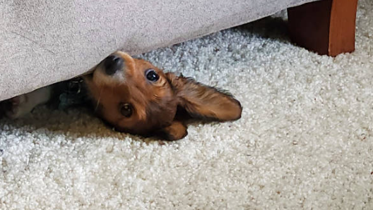 Pet Odor Removal Services - in Charlotte, Ballaynte, Huntersville, Indian Trail, Monroe, Cornelius and Area
Best Pet Odor Removal Service
Say Goodbye to Lingering Pet Odors and Enjoy a Fresh, Clean Home
Welcome to True Clean Carpet Cleaning – your premier solution for pet odors. Are you tired of battling persistent pet odors? Look no further. Our seasoned team brings years of expertise and a steadfast dedication to excellence to every job, ensuring your satisfaction and a breath of fresh air for your living spaces.
At True Clean Carpet Cleaning, we understand the unique challenges pet owners face when maintaining a fresh and inviting home environment. That’s why we’ve honed our techniques and curated top-of-the-line products designed to combat pet odors at their source. No more masking unpleasant smells with temporary solutions – our advanced methods penetrate deep into carpets, upholstery, and other surfaces, eradicating odors and leaving behind a revitalized atmosphere you’ll love coming home to.

Experience the difference True Clean Carpet Cleaning can make for your home. Say farewell to frustrating pet odors and hello to a renewed sense of comfort and cleanliness. Trust in our expertise to restore freshness to your living spaces, providing unmatched pet odor removal services tailored to your needs.