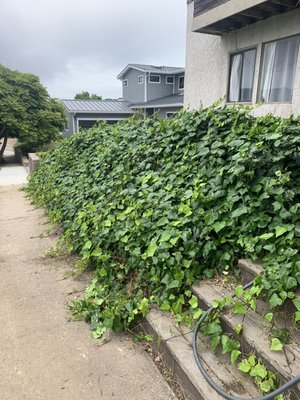 Yard Clean up - This was a yard clean up for a client Yard Clean up - This was a yard clean up for a client