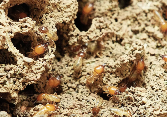 Termites - Termites are small insects that feed on wood and can be very destructive to your home. Termites are often mistaken for ants, but there are major differences between the two types of pests, and identifying this difference is crucial for effective treatment of the problem. Termite extermination requires extensive specialized tools include drills, pumps, large-capacity tanks and soil treatment rods. Termites - Termites are small insects that feed on wood and can be very destructive to your home. Termites are often mistaken for ants, but there are major differences between the two types of pests, and identifying this difference is crucial for effective treatment of the problem. Termite extermination requires extensive specialized tools include drills, pumps, large-capacity tanks and soil treatment rods.