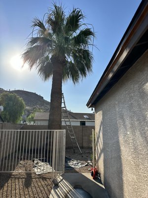 Palm tree trimming - Palm tree trimming Palm tree trimming - Palm tree trimming