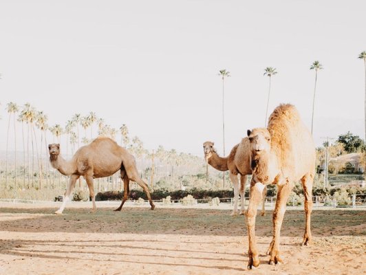 Coffee & Camels - Saturday October 8th at 9:30 am will be our first Coffee & Camel event! Where you can drink coffee and eat breakfast goodies while you watch and later interact with our camels. Coffee & Camels - Saturday October 8th at 9:30 am will be our first Coffee & Camel event! Where you can drink coffee and eat breakfast goodies while you watch and later interact with our camels.