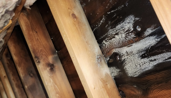 Mold Removal & Remediation - At Omni Restoration, we understand how dangerous mold can be to both your property and your health. Our certified specialists provide expert mold removal and remediation services designed to restore safety and cleanliness to your home or business. Whether you're dealing with hidden mold in your attic or widespread growth after water damage, we’re equipped to handle it all—safely and thoroughly.
Mold can compromise structural integrity and indoor air quality, which is why our approach is fast, professional, and focused on long-term results. Using proven techniques and advanced equipment, we eliminate existing mold and address the source of moisture to help prevent it from returning. We serve residential and commercial clients across Hennepin, Wright, Sherburne, Anoka, and Ramsey counties.
From minor outbreaks to major remediation projects, Omni Restoration is your trusted partner for clean, mold-free living. Reach out today to schedule an inspection or get help fast. Mold Removal & Remediation - At Omni Restoration, we understand how dangerous mold can be to both your property and your health. Our certified specialists provide expert mold removal and remediation services designed to restore safety and cleanliness to your home or business. Whether you're dealing with hidden mold in your attic or widespread growth after water damage, we’re equipped to handle it all—safely and thoroughly.
Mold can compromise structural integrity and indoor air quality, which is why our approach is fast, professional, and focused on long-term results. Using proven techniques and advanced equipment, we eliminate existing mold and address the source of moisture to help prevent it from returning. We serve residential and commercial clients across Hennepin, Wright, Sherburne, Anoka, and Ramsey counties.
From minor outbreaks to major remediation projects, Omni Restoration is your trusted partner for clean, mold-free living. Reach out today to schedule an inspection or get help fast.