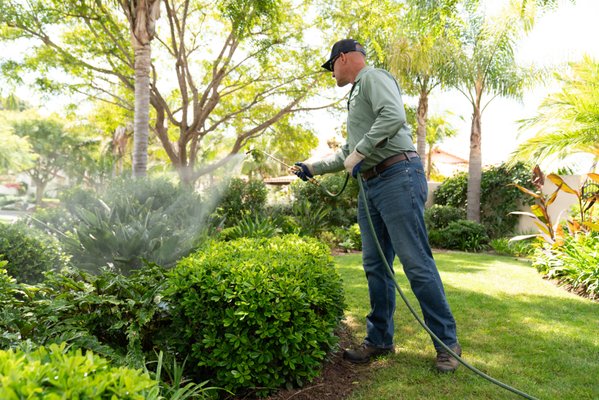 Tree & Landscape Pest Control Experts - Landscapes are naturally full of pests, and often their populations reach a level where the fruit from your fruit trees is unusable, or your ornamental plants become seriously damaged.
Landscape pests like white fly, oak moth, scale, aphids, and thrips are a common source of damage to our local trees.  Although they are quite destructive, they are also easily managed with the right knowledge and our cutting edge products.  Unfortueately, the spraying of chemicals for pests has a bad reputation as toxic to people, pets, bees, and the environment in general. 
At Branch Out Tree Care, we take pride in using products and methods that are environmentally sound. Most sprays that are used are based on natural, biodegradable oils, and not harmful to bees.
We even have specialized equipment to inject pesticides directly into the tree.  This uses relatively tiny amounts of the pesticide that is metabolized within the tree itself.
We also believe that chemicals are only one part of the pest management equation, so we also work to improve the trees environmental conditions to discourage pests and keep the tree healthy. A healthy tree is naturally more resistant to pests.