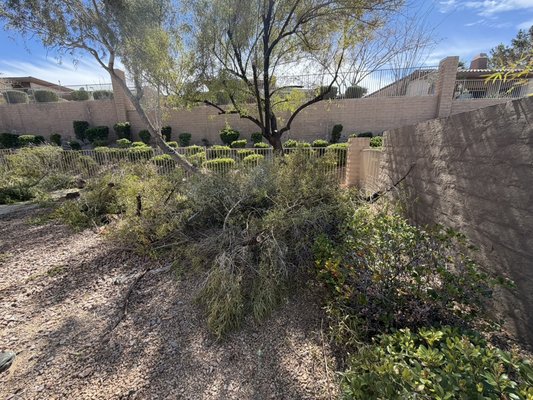 Tree branches and shrub removal - We make backyard clean up quick and easy. Reclaim your space! Tree branches and shrub removal - We make backyard clean up quick and easy. Reclaim your space!