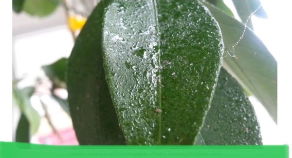 Tree’s Infested - We have discussed the relationship between aphids and the sticky residue seen on patios and cars before, but the Fall of 2022 has seen an explosion in aphid populations and the resulting mess. While there is little that can be done to reduce aphid activity this season, it is unlikely that the aphid infestations will have a lasting negative effect on trees in North Texas.
WHY IS MY TREE DRIPPING STICKY STUFF? IS IT SAP?
While it may be confused with sap, the sticky substance we are seeing dripping from trees is most likely honeydew, which is produced by aphids. Aphids are attracted to many different species of tree, but are most commonly seen in North Texas on crape myrtles, pecans, hackberries, and certain oaks.
• The aphids feed on sap and produce honeydew, which accumulates on the trees, eventually dropping.
• Since honeydew is essentially sugar water, it can cause surfaces it comes in contact with to become sticky.
• The sugary residue can also attract ants and other animals.
• In large enough accumulations, honeydew can lead to the growth of molds and fungi, such as sooty mold, which is commonly seen on aphid-infested crape myrtles.
Call us 214-309-8681
For a free consultation
We offer same day service Tree’s Infested - We have discussed the relationship between aphids and the sticky residue seen on patios and cars before, but the Fall of 2022 has seen an explosion in aphid populations and the resulting mess. While there is little that can be done to reduce aphid activity this season, it is unlikely that the aphid infestations will have a lasting negative effect on trees in North Texas.
WHY IS MY TREE DRIPPING STICKY STUFF? IS IT SAP?
While it may be confused with sap, the sticky substance we are seeing dripping from trees is most likely honeydew, which is produced by aphids. Aphids are attracted to many different species of tree, but are most commonly seen in North Texas on crape myrtles, pecans, hackberries, and certain oaks.
• The aphids feed on sap and produce honeydew, which accumulates on the trees, eventually dropping.
• Since honeydew is essentially sugar water, it can cause surfaces it comes in contact with to become sticky.
• The sugary residue can also attract ants and other animals.
• In large enough accumulations, honeydew can lead to the growth of molds and fungi, such as sooty mold, which is commonly seen on aphid-infested crape myrtles.
Call us 214-309-8681
For a free consultation
We offer same day service