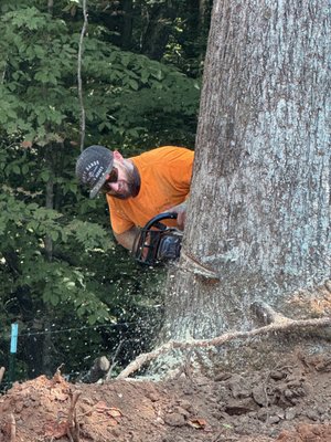 Clearing a lot - We were contacted to help this landowner clear some of his land of the massive tulip poplars! This was our second time going out to help him with his property. We have enjoyed helping him clear his land and taking care of those dangerous giants for him. We are fully insured and have workman's comp as well! Give us a call if you need some giants brought down on your property.