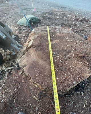 #stump removal in Paradise CA #stump grinding in paradise CA - Remove 20 stumps in Paradise CA 
#stump removal in Paradise CA
#stump grinding around me