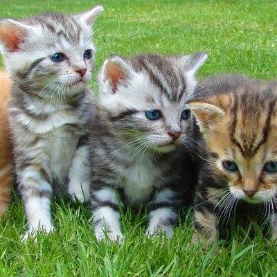 Overnight & Long Term Pet Sitting - Loving, Reliable Overnight & Long-Term Cat Sitting – Because Your Cat Deserves the Best! 🐾❤️
Going away for a night, a week, or longer? Leave your cat in loving, experienced hands with our trusted overnight and long-term cat sitting services! We provide personalized, stress-free care in the comfort of your home, ensuring your feline friend stays happy, healthy, and loved while you're away.
Why Choose Us?
✔ Experienced & Caring Sitters – We love cats and understand their unique needs, from playful kittens to senior companions.
✔ Comfort of Home – No stressful boarding! Your cat stays in their familiar environment, reducing anxiety.
✔ Daily Updates & Photos – Stay connected with regular updates, so you always know how your furry friend is doing.
✔ Feeding, Playtime & Cuddles – We follow your cat’s routine, providing meals, fresh water, litter box cleaning, and plenty of love.
✔ Medication & Special Care – Need extra attention? We administer medications and cater to special needs.
✔ Home Security & Peace of Mind – We also bring in mail, water plants, and ensure your home stays secure while you're away.
Whether you're traveling for business, vacation, or an extended stay, we’re here to provide top-notch care for your beloved cat. Book today and enjoy peace of mind knowing your feline friend is in the best hands!
📅 Limited Availability – Reserve Your Spot Now! 🐱💙 Overnight & Long Term Pet Sitting - Loving, Reliable Overnight & Long-Term Cat Sitting – Because Your Cat Deserves the Best! 🐾❤️
Going away for a night, a week, or longer? Leave your cat in loving, experienced hands with our trusted overnight and long-term cat sitting services! We provide personalized, stress-free care in the comfort of your home, ensuring your feline friend stays happy, healthy, and loved while you're away.
Why Choose Us?
✔ Experienced & Caring Sitters – We love cats and understand their unique needs, from playful kittens to senior companions.
✔ Comfort of Home – No stressful boarding! Your cat stays in their familiar environment, reducing anxiety.
✔ Daily Updates & Photos – Stay connected with regular updates, so you always know how your furry friend is doing.
✔ Feeding, Playtime & Cuddles – We follow your cat’s routine, providing meals, fresh water, litter box cleaning, and plenty of love.
✔ Medication & Special Care – Need extra attention? We administer medications and cater to special needs.
✔ Home Security & Peace of Mind – We also bring in mail, water plants, and ensure your home stays secure while you're away.
Whether you're traveling for business, vacation, or an extended stay, we’re here to provide top-notch care for your beloved cat. Book today and enjoy peace of mind knowing your feline friend is in the best hands!
📅 Limited Availability – Reserve Your Spot Now! 🐱💙