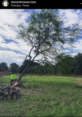 Land Clearing - Tree Removal
