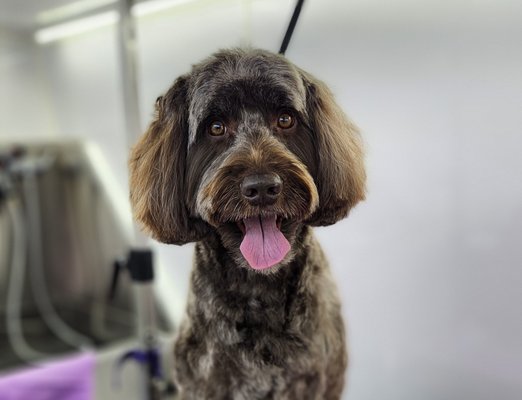 $310 Large Doodle Grooming - Arya got spruced up to attend her parent's wedding. Her coat was in great condition and not matted. Her full haircut package included Hypo-allergenic, eco friendly, autumn shampoo and conditioner, gentle blow dry using a happy hoodie to reduce dryer sound, clean up haircut, nail trim and filing, ear cleaning, teeth brushing and breath spray. She is a nervous kiddo, but did well for her grooming. She's ready for the wedding!