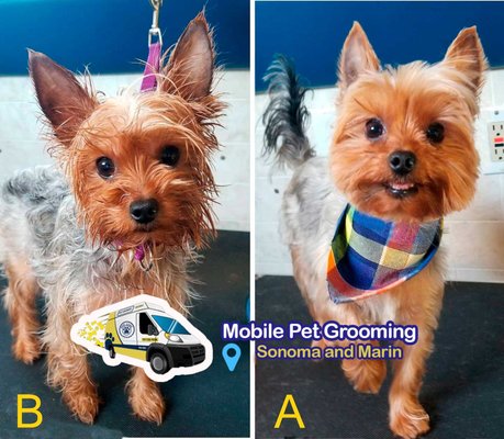 Before And After Grooming - Mobile grooming also eliminates drop-off and pick-up times. Don’t you have enough to do already?
Your fur-baby will love the pampering touch, and you will love the convenience. Before And After Grooming - Mobile grooming also eliminates drop-off and pick-up times. Don’t you have enough to do already?
Your fur-baby will love the pampering touch, and you will love the convenience.