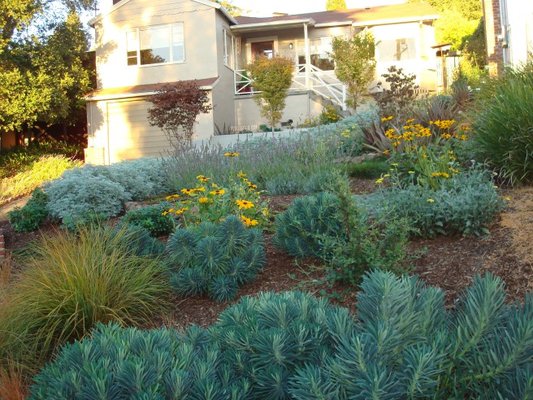 Front yard Landscaping with drought tolerant plants. - Front yard Landscaping with drought tolerant plants. Front yard Landscaping with drought tolerant plants. - Front yard Landscaping with drought tolerant plants.