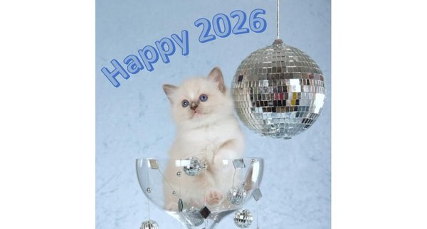 KIttens 2026 - Make getting a Ragdoll KItten your New Years Resolution! KIttens 2026 - Make getting a Ragdoll KItten your New Years Resolution!