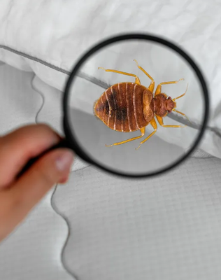 Pests - We can Help! Pests - We can Help!