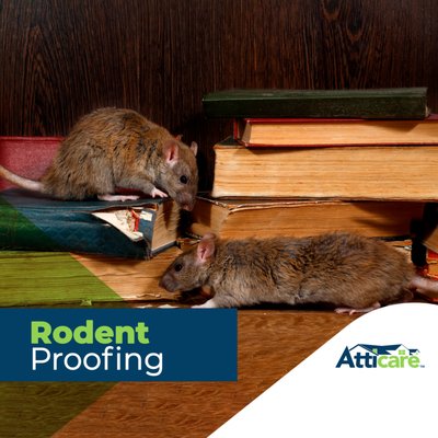 Rodent Proofing - Rodents can cause significant problems in your attic and crawl space, from introducing harmful bacteria to chewing through insulation and threatening your home’s structural integrity. Atticare provides a one-time, subscription-free rodent-proofing solution for rats, mice, and squirrels that is pesticide-free, non-toxic, and eco-friendly.
Rodents can be a menace to your home. These crafty creatures love to invade attics, crawl spaces, garages, barns, and basements to nest and search for or store food. Most rodents self-regulate their population, but if they secure access to food, water, and shelter, they can multiply really quickly.
As attic and crawl space experts, the team at Atticare knows a thing or two about just how significant rodent damage can become. We have worked with hundreds of clients who have had rodent infestations and helped them achieve an attic and crawl space that is inaccessible and inhospitable to future invaders.
We are so confident in our rodent-proofing solution that we offer our clients a 1-year warranty so you can rest assured your home stays rodent-free for the foreseeable future. If you ever spot a rodent or a sign of their existence within a year of our service, our technicians will come and seal any new access points at no additional charge. Rodent Proofing - Rodents can cause significant problems in your attic and crawl space, from introducing harmful bacteria to chewing through insulation and threatening your home’s structural integrity. Atticare provides a one-time, subscription-free rodent-proofing solution for rats, mice, and squirrels that is pesticide-free, non-toxic, and eco-friendly.
Rodents can be a menace to your home. These crafty creatures love to invade attics, crawl spaces, garages, barns, and basements to nest and search for or store food. Most rodents self-regulate their population, but if they secure access to food, water, and shelter, they can multiply really quickly.
As attic and crawl space experts, the team at Atticare knows a thing or two about just how significant rodent damage can become. We have worked with hundreds of clients who have had rodent infestations and helped them achieve an attic and crawl space that is inaccessible and inhospitable to future invaders.
We are so confident in our rodent-proofing solution that we offer our clients a 1-year warranty so you can rest assured your home stays rodent-free for the foreseeable future. If you ever spot a rodent or a sign of their existence within a year of our service, our technicians will come and seal any new access points at no additional charge.