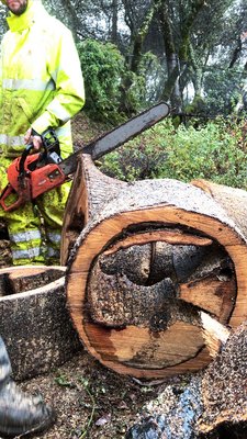 Tree Removal and Pruning - We service from Lake Tahoe to most Bay area counties, Santa Barbara and Santa Cruz Tree Removal and Pruning - We service from Lake Tahoe to most Bay area counties, Santa Barbara and Santa Cruz