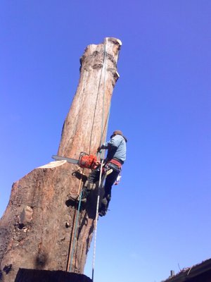 big tree removals - we do big medium and small tres