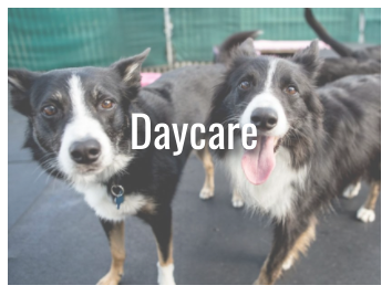 Dog Daycare - Cage-Free Dog Daycare
After you and your dog have completed our registration process (see below) you are welcome to utilize our dog daycare services. Our spacious daycare provides exercise, socialization, and fun for your best friend. The air conditioned, indoor facility is never too hot, never too cold, and never too wet. Accommodations are customized with separate areas for large and small dogs. Our trained pet counselors supervise pet play, and walk your dog to do his business.

Daycare is open seven days a week from 7:00am to 7:00pm, for $32 a day

Optional: Hikes, Training, Baths

Check-In / Out Policy
Check-in and check-out is offered anytime during our open hours (7am – 7pm). To ensure that your dog gets maximum playtime and a good night’s rest, drop him off earlier in the day for an overnight stay. Boarders are charged for every night that they stay with us.

On the day of departure, our checkout times are 11:00am. If your dog is picked up after our checkout times a full daycare charge of $10.00 is applied. Feel free to let your dog enjoy daycare on the day of his departure!

We accept payment for services at time of check-out. Private suites are required for dogs that are not spayed or neutered.

Private suites can also be reserved for dogs with special needs. ($70.00)

Please contact us for details.

Weekly Specials
Dogs who board five consecutive days receive a free bath.

Multiple Dogs for boarding receive 10% discount on 2nd or more dogs.

Multiple Dogs for daycare receive 10% discount for 2nd or more dogs.

Free exercise hike for dogs that board more than five consecutive days.

Pick up & Drop off service available.

Registration Process
Compile all necessary vaccination information.

Bordetella Vaccine – Required every 6 months.
Rabies Vaccine – Required every 1 or 3 years.
DHLPP Vaccine – Required every 1 or 3 years.
Important: Proof of current vaccinations is required for the appointment.

Please double check the last time the Bordetella vaccination was given, as our requirements may differ from your veterinarian’s expiration dates. Was the Bordetella vaccination given within 6 months of today’s date?

The registration process is not complete without proof of current vaccinations.