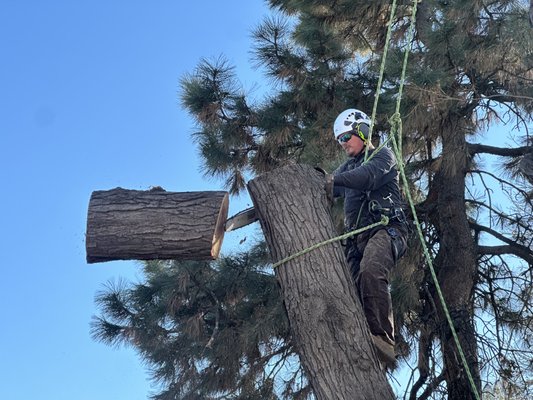 Hazard removal/Trim - Choosing the right company can be stressful.
Experience (over 20 years) and the right equipment can make it exciting instead.
We have the expertise and the equipment to handle those high liability trees that are hard to get to backyard/inaccessible locations.
We have some opening before Christmas/weather comes.
get on the schedule now!