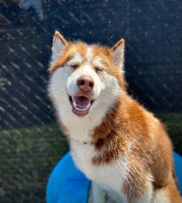 Daycare - Your dogs happiness is our goal and pleasure.