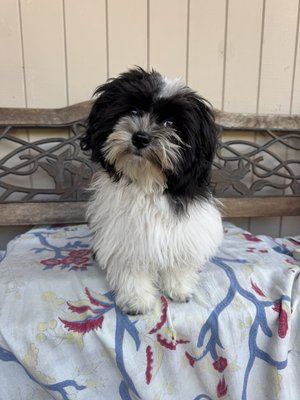 Loving Grooming - This baby is sensitive and we take our time to get pretty! Loving Grooming - This baby is sensitive and we take our time to get pretty!