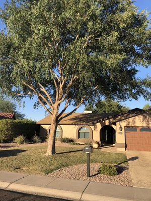 Professional Tree Trimming - Showcasing our 35 years of expertise, this portfolio highlights our commitment to healthy, beautiful trees through skilled trimming. From shaping for curb appeal to removing hazardous limbs, we enhance safety and property value. Reliable, responsive, and detail-focused—call or text us for a free quote within 24–48 hours! Professional Tree Trimming - Showcasing our 35 years of expertise, this portfolio highlights our commitment to healthy, beautiful trees through skilled trimming. From shaping for curb appeal to removing hazardous limbs, we enhance safety and property value. Reliable, responsive, and detail-focused—call or text us for a free quote within 24–48 hours!
