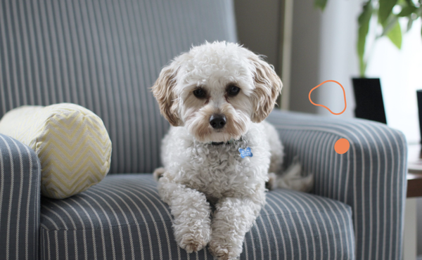 Check Out Our Great Reviews! - We take pride in providing the best care for your pet. Whether you need training, boarding, or even just a walk, we have it covered. Book your next meet and greet with us!