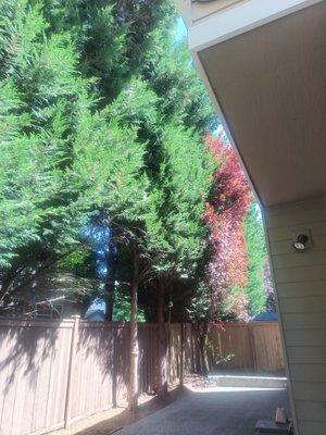 Tree pruning - pruning back trees behind a 2 story house. trimmed back well above the gutter around 25 feet up. start to finish less than 4 hours.