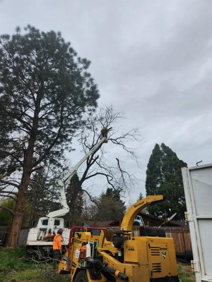 walnut removal - this walnut removal was done for a contractor in ashland