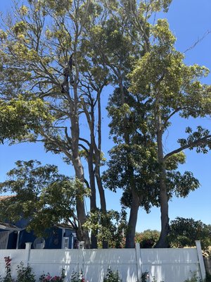 Tree trimming - Here is some tree work