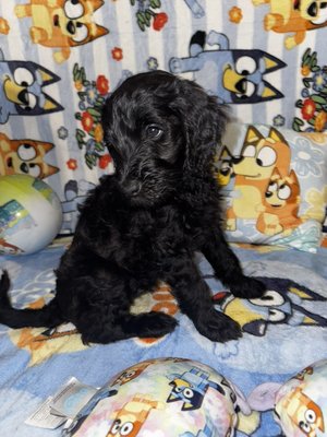 Beautiful goldendoodles - These beautiful golden doodles are ready for their forever home Beautiful goldendoodles - These beautiful golden doodles are ready for their forever home