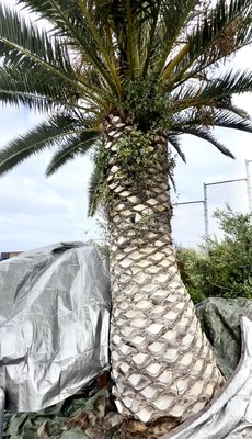 Canary Date Palm tree trimming shape the trunk and ball - Canary Date palm Tree Triming and shaping the trunk and forming the ball, the seeds were eliminated, the entire area was protected with tarps, and all sharp tools were disinfected before working on the palm tree to prevent diseases. Canary Date Palm tree trimming shape the trunk and ball - Canary Date palm Tree Triming and shaping the trunk and forming the ball, the seeds were eliminated, the entire area was protected with tarps, and all sharp tools were disinfected before working on the palm tree to prevent diseases.