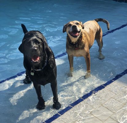 Pool Fun - Dive into fun this summer at Chicago’s only outdoor, heated saltwater pool with a gradual entry. Treat your pup to a day of splashing and swimming in a pristine environment designed for comfort and safety. Whether they're diving in, enjoying a leisurely paddle, or playing fetch our pool ensures an enjoyable experience for every dog Pool Fun - Dive into fun this summer at Chicago’s only outdoor, heated saltwater pool with a gradual entry. Treat your pup to a day of splashing and swimming in a pristine environment designed for comfort and safety. Whether they're diving in, enjoying a leisurely paddle, or playing fetch our pool ensures an enjoyable experience for every dog