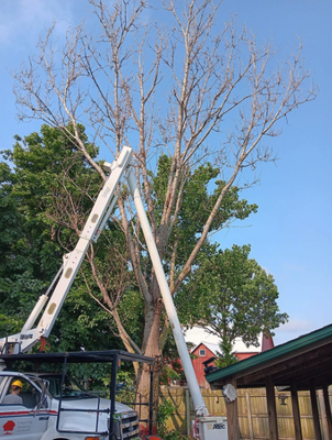 Call for a free estimate! - Took down this tree Fri with a limited drop zone. Grateful for our ground crew! Call for a free estimate! - Took down this tree Fri with a limited drop zone. Grateful for our ground crew!