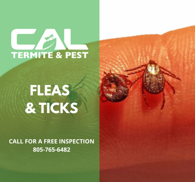 Fleas & Ticks - A flea is wingless and can jump with their 6 legs. Ticks have 6-8 legs and are arachnids. Another common difference is how a tick will have different hosts to feed from, whereas a flea normally stays on one host throughout its life.