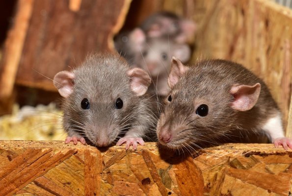 Rats / Mice Extermination - Expert Pest Control has been successful time and again in many rodent infestations, and we will bring that experience and training to bear on freeing your home from this nasty and potentially very dangerous problem. The bulk of our rodent treatment program consists in using baits, which baits are the least toxic available to non-target animals. Our baits are much less dangerous to you, your children, and your pets than are the ones typically available at the grocery store or hardware store. In addition, our baits are locked in tamper-resistant stations to keep pets and kids out of them. We will place the baits in the areas where they will do the most good, which areas we know from years of experience.

We may also assist you with exclusion modifications to your home and business, as well as any sanitation tips that may be in order.