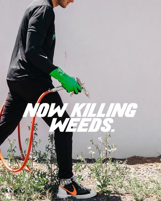 Eliminate Weeds with Green Mango Pest Control - Green Mango excels in weed control services in Phoenix, AZ. Our experienced team employs eco-friendly techniques to tackle stubborn weeds, ensuring lush, weed-free landscapes for homes and businesses. Our company offers personalized weed management solutions, regular maintenance, and a commitment to preserving the natural beauty of the Arizona desert. Trust Green Mango for weed-free perfection! Eliminate Weeds with Green Mango Pest Control - Green Mango excels in weed control services in Phoenix, AZ. Our experienced team employs eco-friendly techniques to tackle stubborn weeds, ensuring lush, weed-free landscapes for homes and businesses. Our company offers personalized weed management solutions, regular maintenance, and a commitment to preserving the natural beauty of the Arizona desert. Trust Green Mango for weed-free perfection!