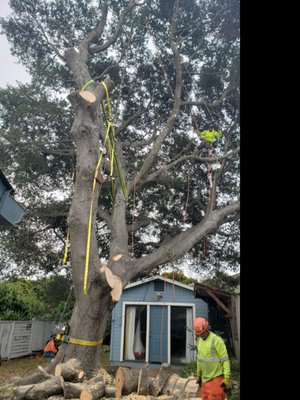 tree remove - tree was removed because this tree was cracked and split and half tree remove - tree was removed because this tree was cracked and split and half