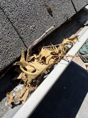 Gutter Cleaning & Downspout Clearing - Removed leaves, debris, and buildup from gutters and downspouts to restore proper water flow. Inspected the gutter system, secured loose areas, and cleaned all debris from the property. This service helps prevent overflow, foundation issues, and water damage. Gutter Cleaning & Downspout Clearing - Removed leaves, debris, and buildup from gutters and downspouts to restore proper water flow. Inspected the gutter system, secured loose areas, and cleaned all debris from the property. This service helps prevent overflow, foundation issues, and water damage.