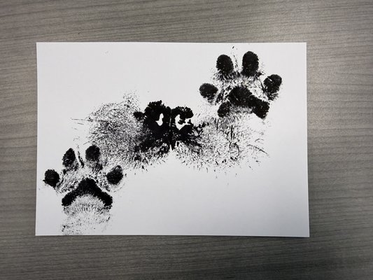 Ink Paw Prints! Clay Paw Prints! Wooden Paw Prints! Fur Clippings! We do it all! - What better way to keep a memory of your pet with an Ink Paw Print, or an Ink Nose Print. Even better how about Clay Paw Print Impression of your pet's paws or claws! Yes, we do it all, even fur clippings and feather clippings. Doesn't matter the size or type of pet, having a forever keepsake can last a lifetime. Check out our new Wooden Paw Prints too! They last longer, and are absolutely more sturdy and will stand the test of time. Not sure? Just give us a call and we can help you decide. Ink Paw Prints! Clay Paw Prints! Wooden Paw Prints! Fur Clippings! We do it all! - What better way to keep a memory of your pet with an Ink Paw Print, or an Ink Nose Print. Even better how about Clay Paw Print Impression of your pet's paws or claws! Yes, we do it all, even fur clippings and feather clippings. Doesn't matter the size or type of pet, having a forever keepsake can last a lifetime. Check out our new Wooden Paw Prints too! They last longer, and are absolutely more sturdy and will stand the test of time. Not sure? Just give us a call and we can help you decide.