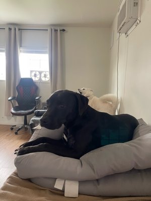 Happy Dogs in Dog Boarding - discounts available for boardings over 15+ days! Call now to schedule your long term boarding! Free 30 Min Meet and Greet! Happy Dogs in Dog Boarding - discounts available for boardings over 15+ days! Call now to schedule your long term boarding! Free 30 Min Meet and Greet!