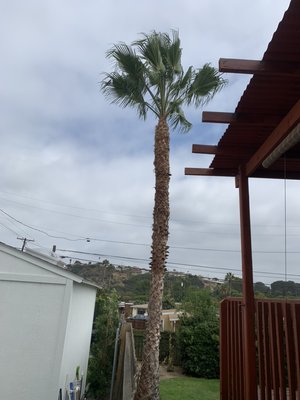 Tree trim - Tree trim Tree trim - Tree trim