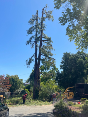Tree Maintenance and Removals - This portfolio exemplifies residential properties meticulously revitalized by our expert arborists through a meticulous tree care process. Tree Maintenance and Removals - This portfolio exemplifies residential properties meticulously revitalized by our expert arborists through a meticulous tree care process.