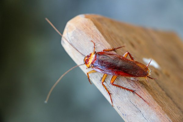 Cockroach Experts - Whether one cockroach has been spotted or multiple cockroaches have been seen frequently, Suburban Pest Control is the company to trust for cockroach control in Elk Grove! Cockroach Experts - Whether one cockroach has been spotted or multiple cockroaches have been seen frequently, Suburban Pest Control is the company to trust for cockroach control in Elk Grove!