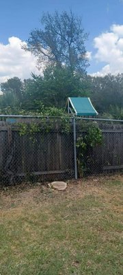 Tree removal - tree removal Tree removal - tree removal