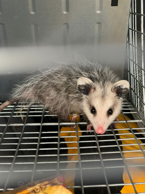 Wildlife & Exclusion - At Hero Pests Control, our Wildlife Control & Exclusion service offers a safe, humane, and effective solution for removing and preventing wildlife intrusions. We use top-grade materials to seal all entry points and prevent future access, while strategically placing live traps to humanely capture animals such as raccoons, squirrels, skunks, opossums, and more. Our technicians also install motion-activated cameras for activity monitoring, and perform complete sanitization of contaminated areas to eliminate harmful bacteria, odors, and parasites left behind. Every job includes a full inspection, professional exclusion work, and is backed by a guarantee with follow-up inspections to ensure long-term results and safety for your home or business. Wildlife & Exclusion - At Hero Pests Control, our Wildlife Control & Exclusion service offers a safe, humane, and effective solution for removing and preventing wildlife intrusions. We use top-grade materials to seal all entry points and prevent future access, while strategically placing live traps to humanely capture animals such as raccoons, squirrels, skunks, opossums, and more. Our technicians also install motion-activated cameras for activity monitoring, and perform complete sanitization of contaminated areas to eliminate harmful bacteria, odors, and parasites left behind. Every job includes a full inspection, professional exclusion work, and is backed by a guarantee with follow-up inspections to ensure long-term results and safety for your home or business.