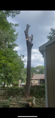 Tree Services - ***Before publishing this*** ADD some photos that have to do with tree services Tree Services - ***Before publishing this*** ADD some photos that have to do with tree services